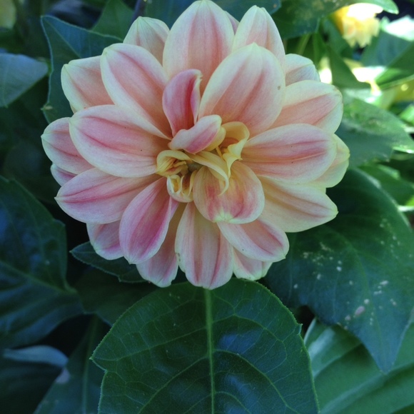 Meet your Posher, Posh - Picture 1 of 1